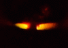 Wear-Facits-copy.gif