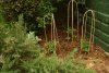 tomatos.jpg
