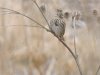 Song sparrow.JPG
