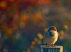 DSCN2239.jpgmarkedsharpenedalot_filtered.jpg