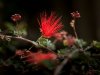 c web 01 18 h fairy duster.jpg