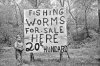 worms.jpg