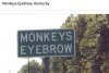 Monkeys Eyebrow.jpg