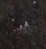 owls.jpg
