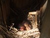 Babby BBs 5-2018 001.jpg
