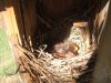 Babby BBs 5-2018 002.jpg