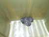 DSCN5116.jpg