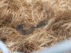 DSCN5119.jpg