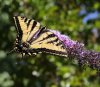 Swallowtail.jpg