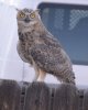 owl.JPG