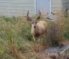 Deer-next-door.jpg