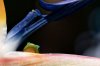 _CMY0675_Bird-of-Paradise_Lizard-cropped-sm.jpg