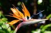 _CMY0675_Bird-of-Paradise_Lizard-sm.jpg