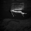 Undercurrent.jpg