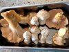2018 mushrooms.jpg