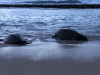 IMG_0550_2-honu_BB.png