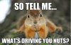 driving you nuts.jpg