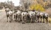 Colorado traffic jam (Tori Savotaka).jpg