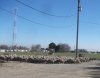 sheep1.jpg