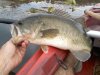 fishnov16-2.jpg