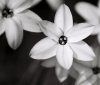 white flowers3b.jpg