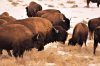 Bison RMAWR.jpg