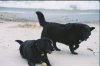 goober and ellie.jpg