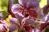 _CMY0749_Orchids-sm.jpg