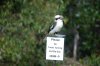 kooka.jpeg