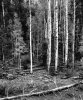 Aspens.jpg