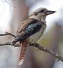 Kookaburra_portrait.jpg