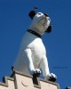 020619nipper.jpg
