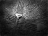 Forks, Black and White, Resized, AK Upload.jpg