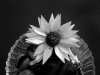 Black and White, 72 dpi.jpg