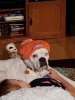 Nemo Broncos hat.jpg