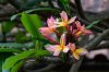 _CMY9496 Pink Plumeria-sm.jpg
