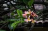 plumeria-crop.jpg