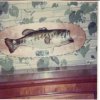 Prized bass 001.jpg