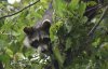 Raccoon.jpg