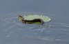water snake.jpg