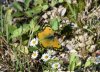 Butterfly -yellow.jpg