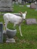 OhDeer.jpg