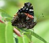 red admiral.jpg
