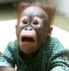 monkey_hair.jpg
