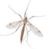 Crane Fly.jpg