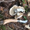 mushroom2.jpg