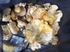 mushroom1.jpg