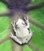frog.jpg