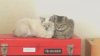 Mybirthdaykitties.jpg Mybirthdaykitties.jpg