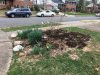 MulchDaffodils_1125.jpg